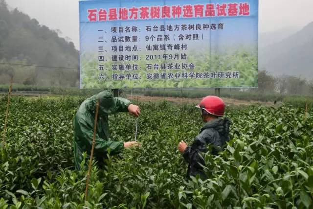 安徽茶園應(yīng)用太陽(yáng)能殺蟲(chóng)燈綠色防控效果