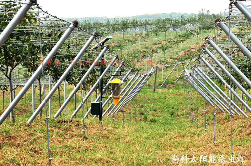 江蘇南京獼猴桃果園用太陽(yáng)能殺蟲(chóng)燈效果怎么樣