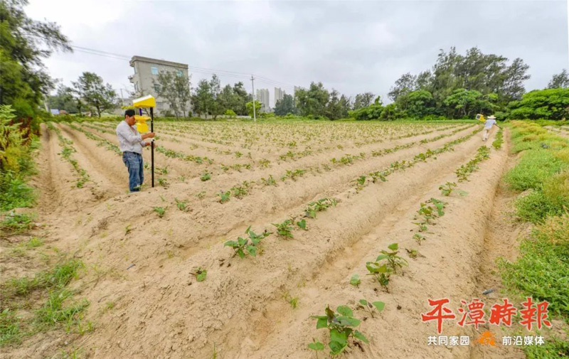 福建平潭農(nóng)戶安裝太陽能殺蟲燈用于甘薯種植