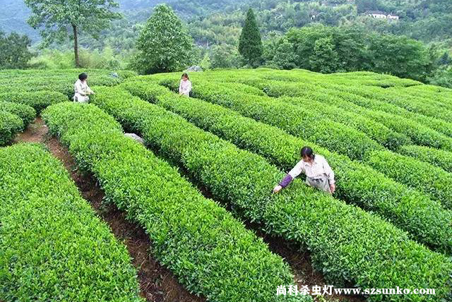 安徽石臺縣綠色茶園