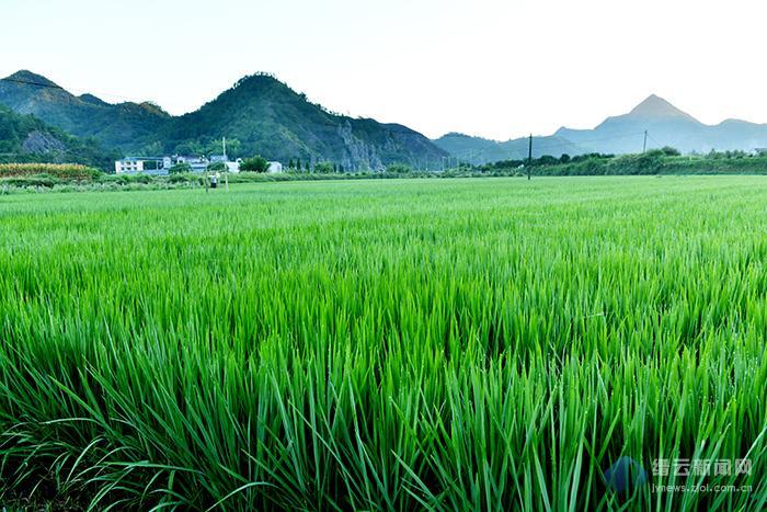 浙江縉云東渡鎮(zhèn)家庭水稻農(nóng)場(chǎng)