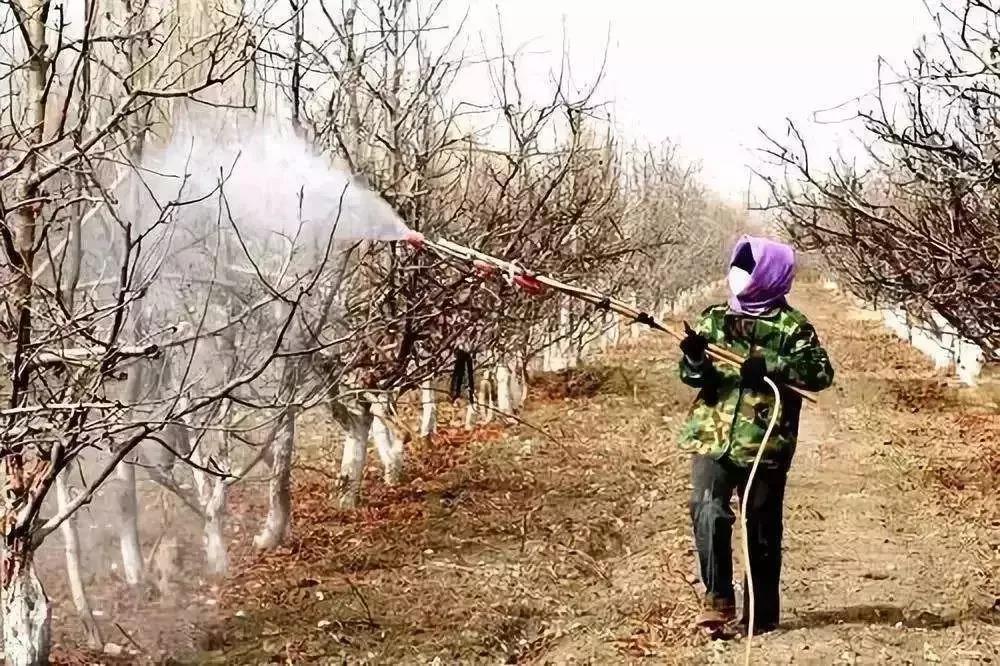 冬天果農(nóng)給果樹噴藥劑防治害蟲