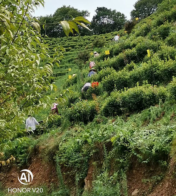 一組河南信陽(yáng)茶園殺蟲(chóng)燈實(shí)拍圖